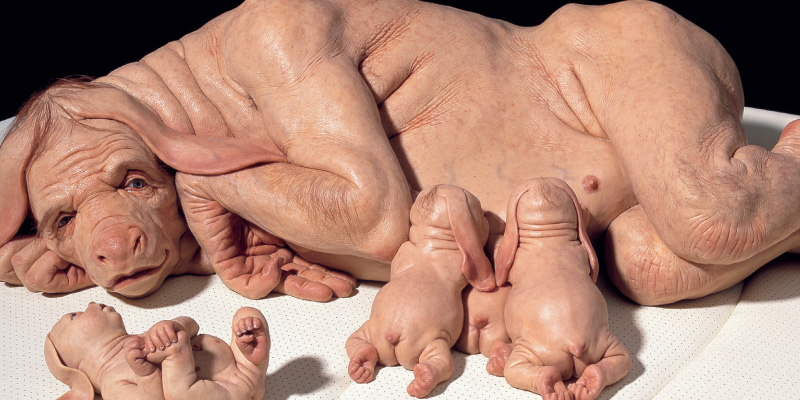 Patricia Piccinini: Curious Affection – Student Resource